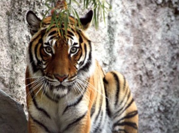 charles paddock zoo atascadero
