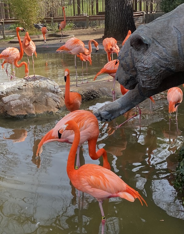 Flamingoes