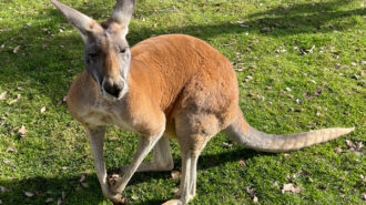 Kangaroo