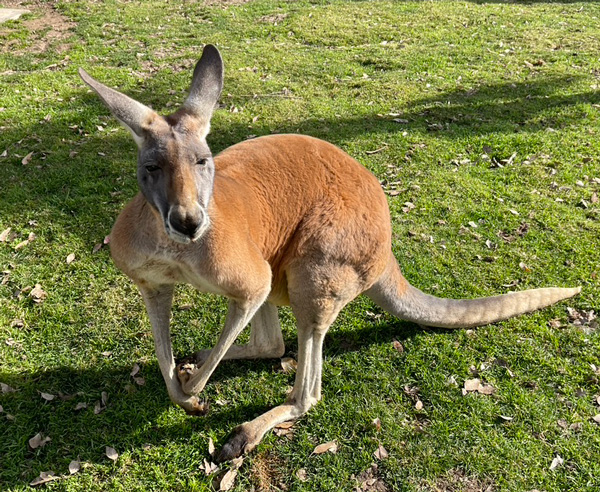 Kangaroo