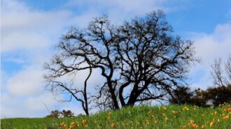 Big Sur Land Trust hosting, 'Race for Open Space' in April