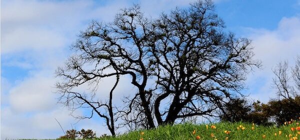 Big Sur Land Trust hosting, 'Race for Open Space' in April