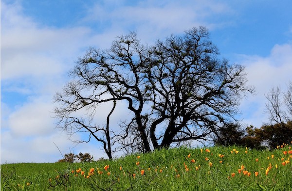 Big Sur Land Trust hosting, 'Race for Open Space' in April