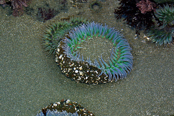 Green Anemone in Cayucos Tidepool
