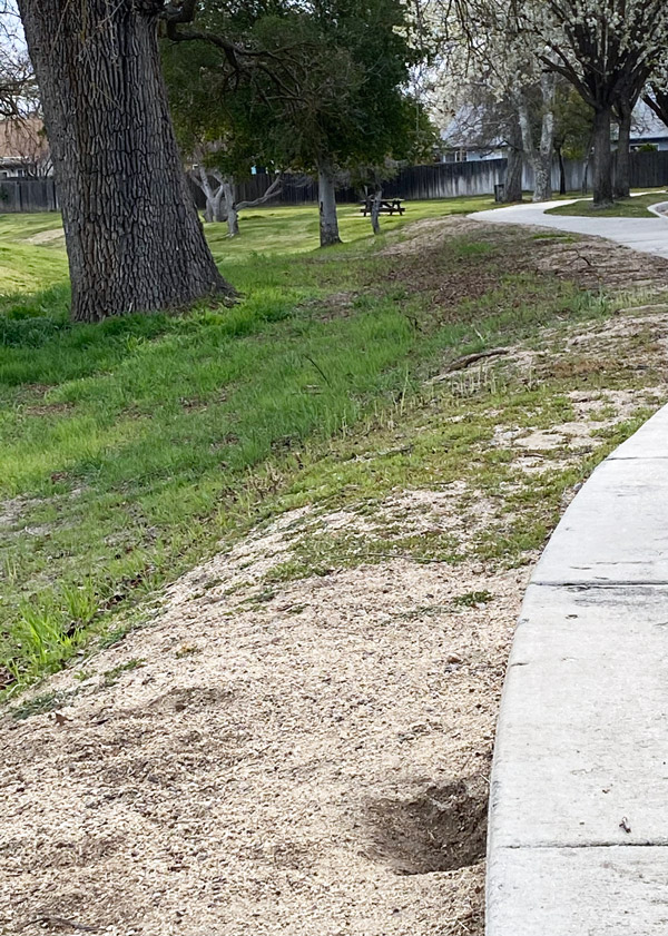 turtle creek park squirrels