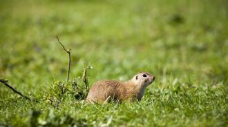 european-ground-squirrel-5581111_640