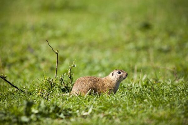 european-ground-squirrel-5581111_640