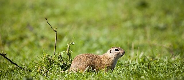 european-ground-squirrel-5581111_640