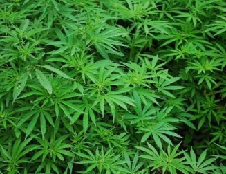 Council to consider fees for cannabis regulation