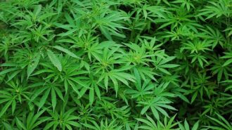 Cannabis Paso Robles
