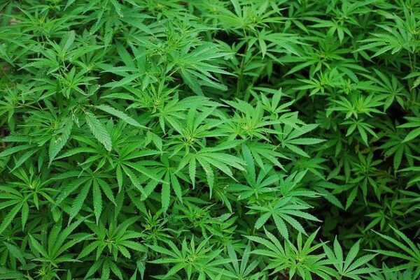 Cannabis Paso Robles
