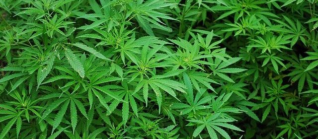 Cannabis Paso Robles