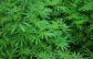 Council to consider fees for cannabis regulation