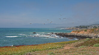 gulls flying cambria
