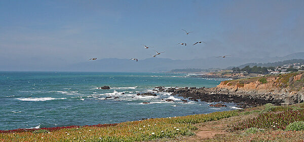 gulls flying cambria