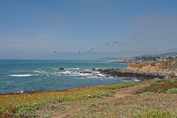 gulls flying cambria