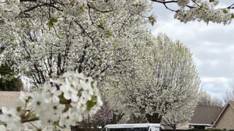spring blossoms paso robles