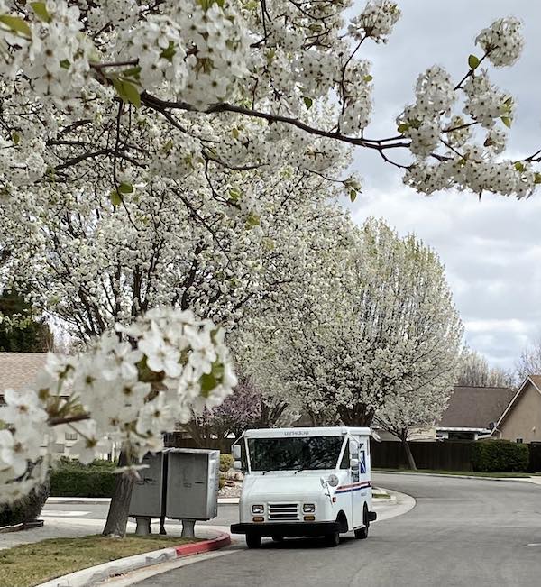spring blossoms paso robles