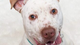 Adoptable Pet of the Week- Carver