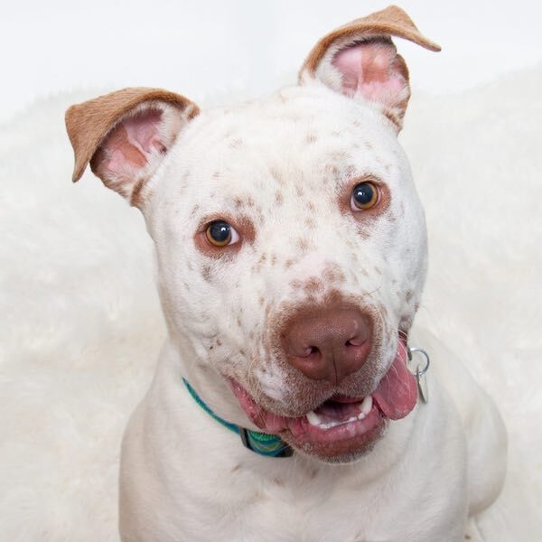 Adoptable Pet of the Week- Carver
