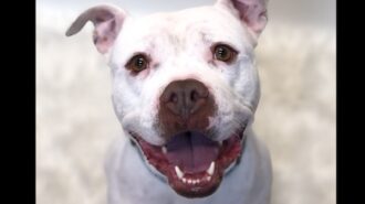 Adoptable Pet of the Week: Cruz