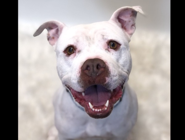 Adoptable Pet of the Week: Cruz