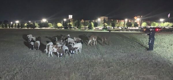 herd of sheep paso robles police