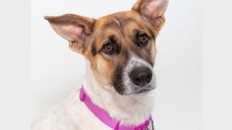 Adoptable Pet of the Week: Zemo