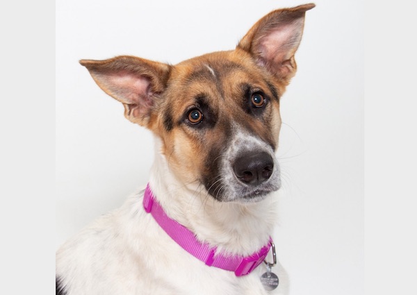 Adoptable Pet of the Week: Zemo
