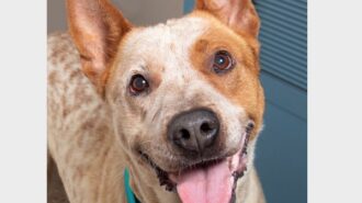 Adoptable pet of the week- Butterscotch