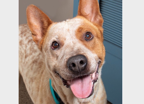 Adoptable pet of the week- Butterscotch