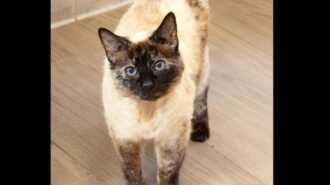 Adoptable pet of the week: Victoria