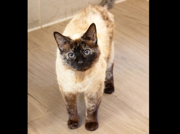 Adoptable pet of the week: Victoria