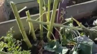 Special education garden at Lewis Middle School vandalized