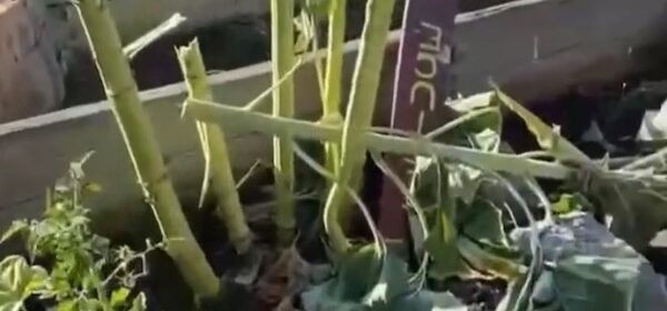 Special education garden at Lewis Middle School vandalized