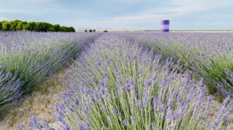 Lavender Festival happening at The Lavender Garden