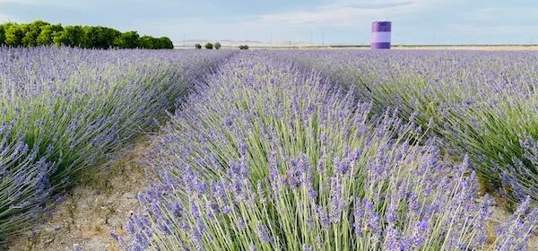Lavender Festival happening at The Lavender Garden