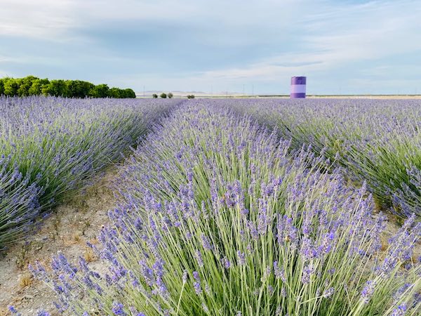Lavender Festival happening at The Lavender Garden