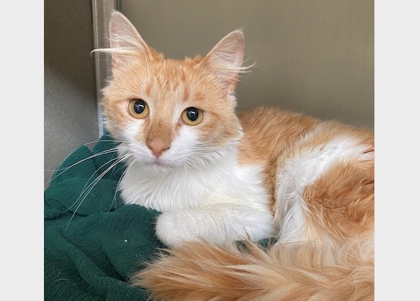 Trinket is a petite girl waiting for her forever home