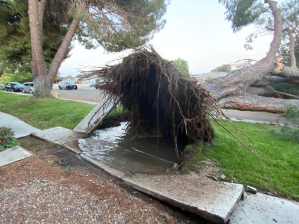 Large fallen tree blocks roadway, crushes vehicle