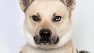 Pet of the week: Tig