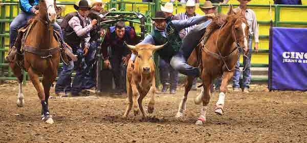 –Eleven members of Cal Poly’s Rodeo Team qualified to compete in the 72nd annual College National Finals Rodeo held June 11-19 in Casper, Wyoming, where one student-athlete came away with a second-place win: Grant Peterson, a second-year agricultural systems management major, placed second in the steer wrestling event.