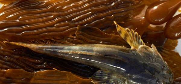 Seagrass