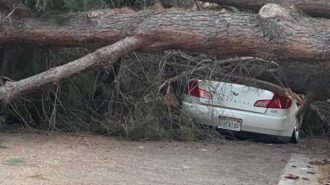 Large fallen tree blocks roadway, crushes vehicle