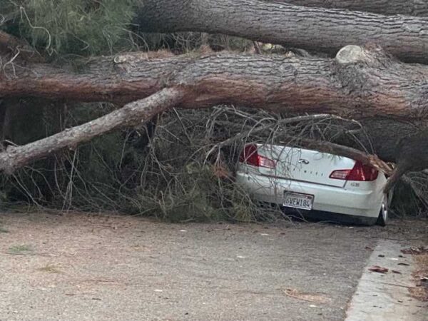 Large fallen tree blocks roadway, crushes vehicle