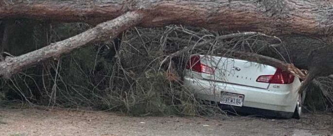Large fallen tree blocks roadway, crushes vehicle