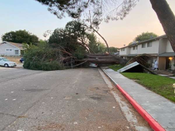 Large fallen tree blocks roadway, crushes vehicle