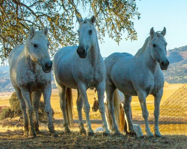 redwings horses