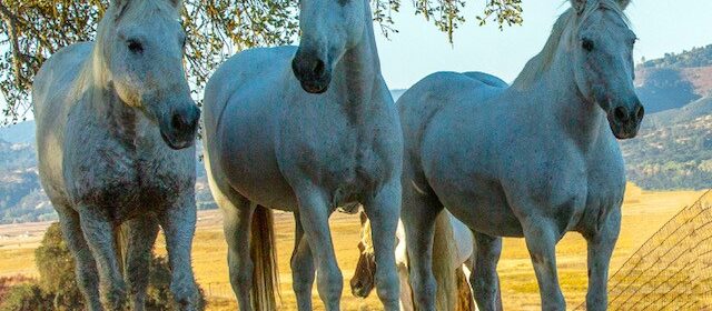 redwings horses