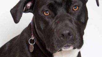 adoptable pet of the week star